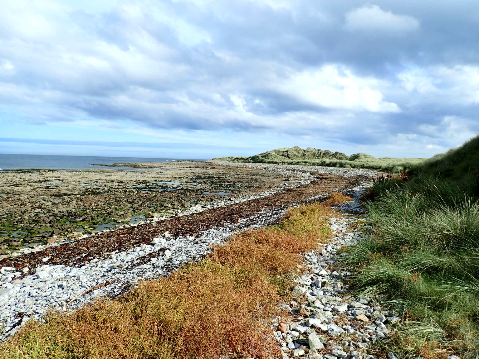 2011, EMU, Hornsea Project One - Heron Wind and Njord Ventus, Intertidal Ecology Field Survey